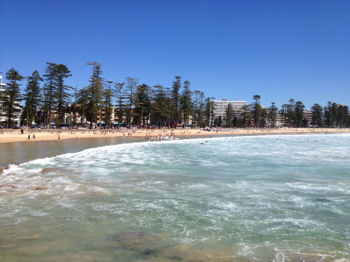 Manly Beach and its famous Norfolk Island pine trees