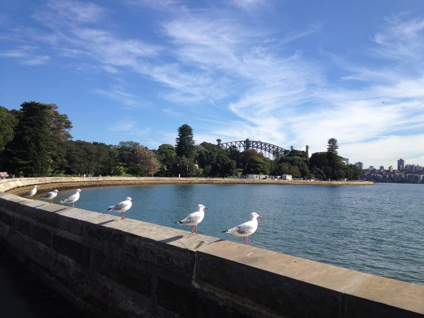 Seagulls near Sydney Harbour Bridge