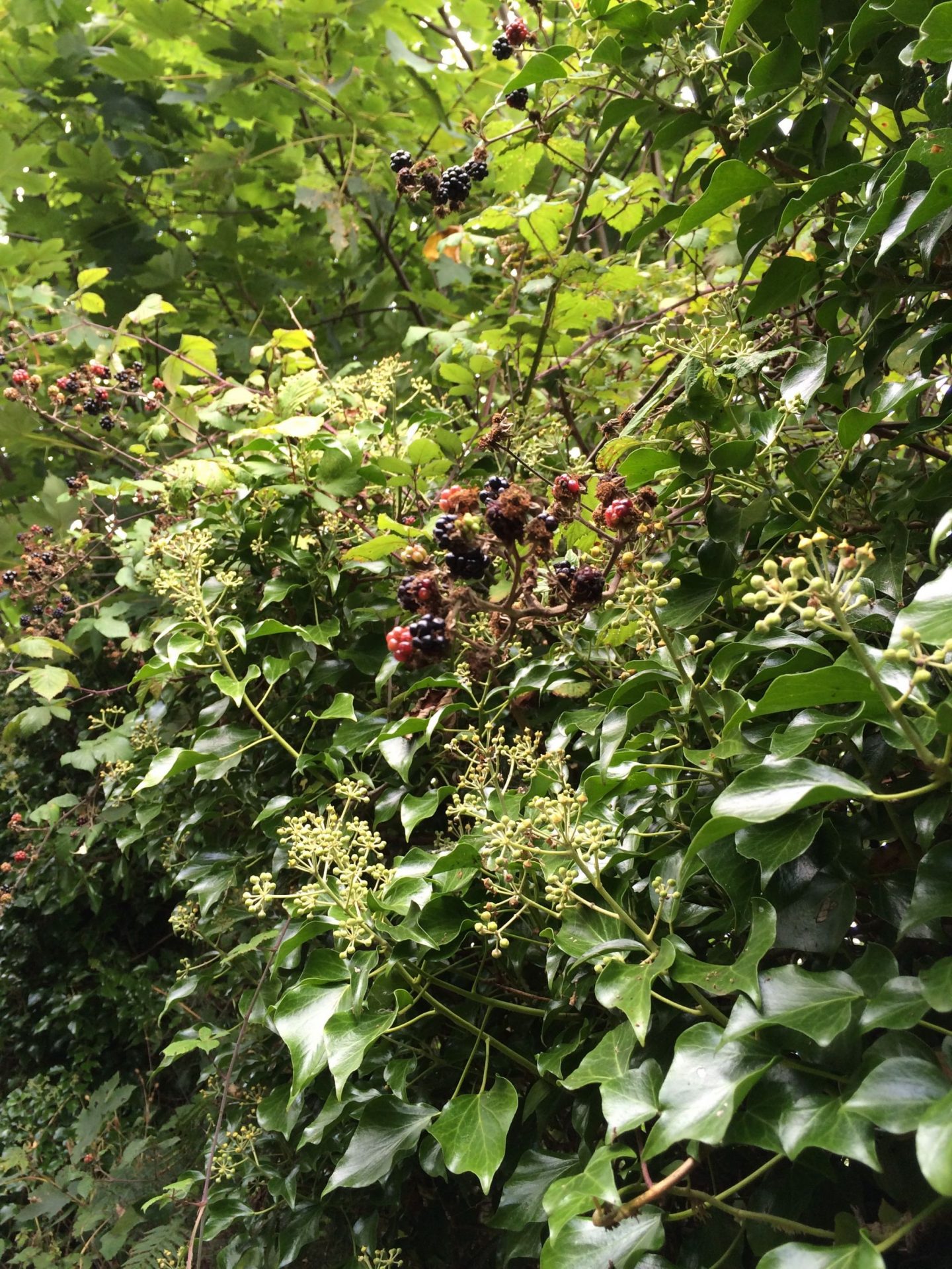 Blackberries in Cornwall