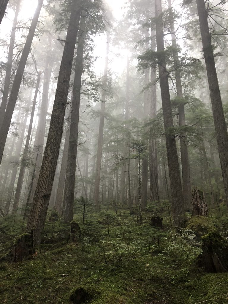 Forest in Garibaldi Provincial Park, BC