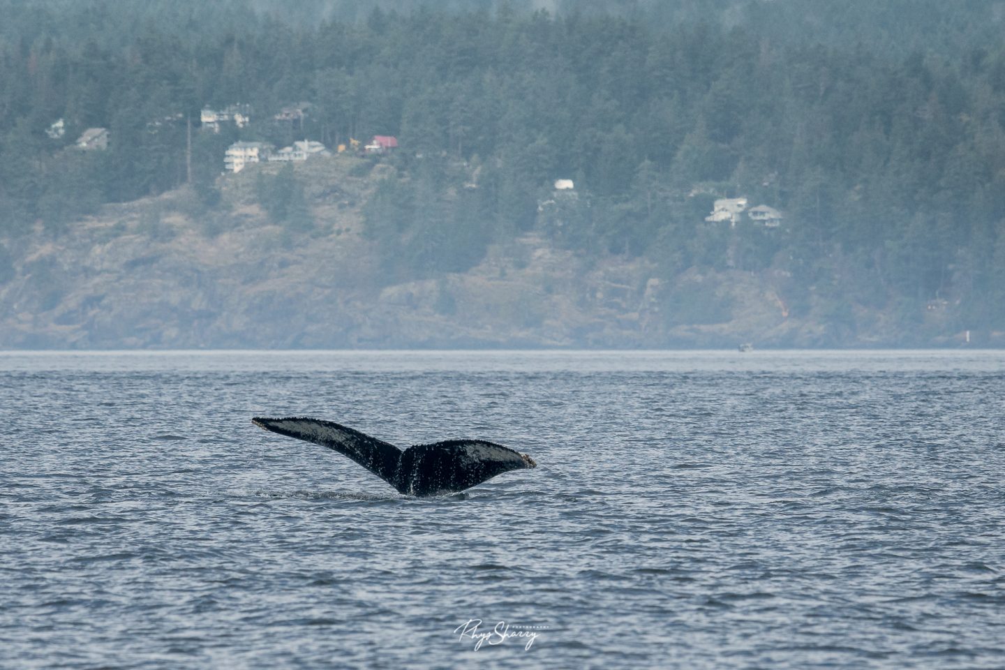 The tail of a humpback whale near Vancouver, BC