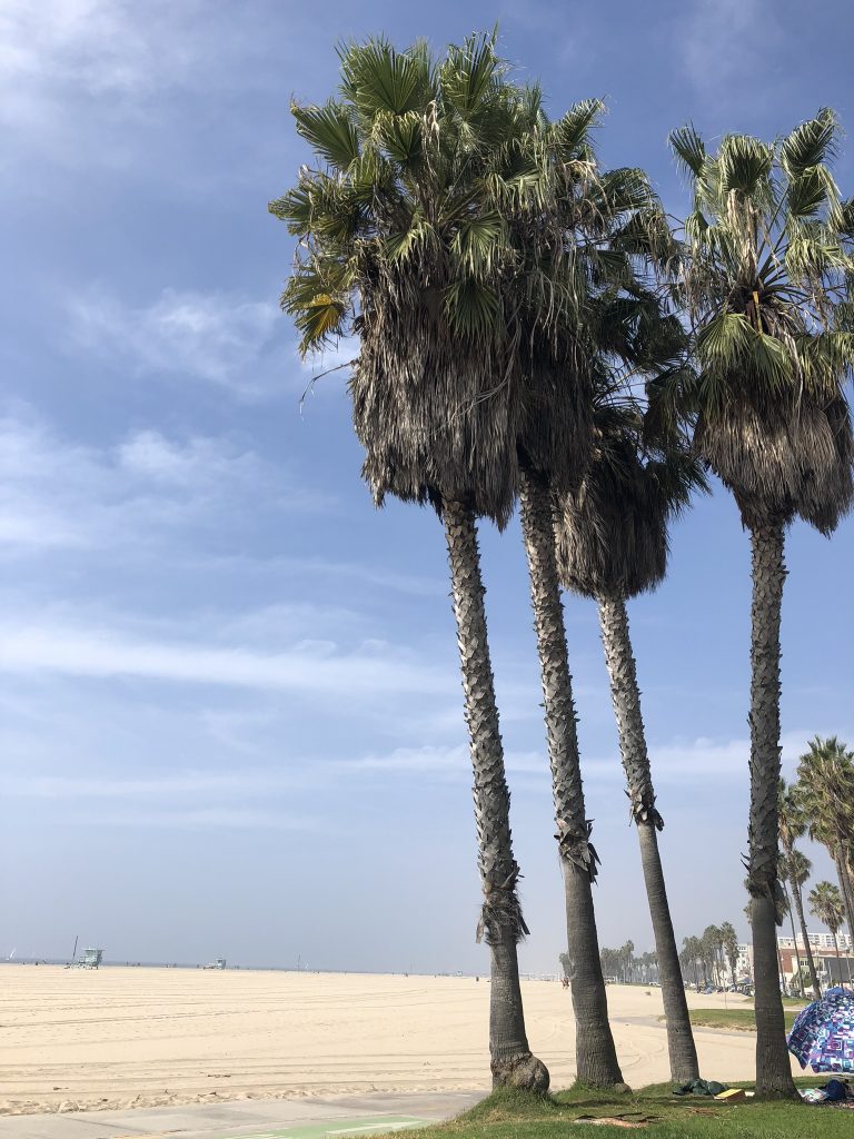 Palm trees on Venice Beach, California