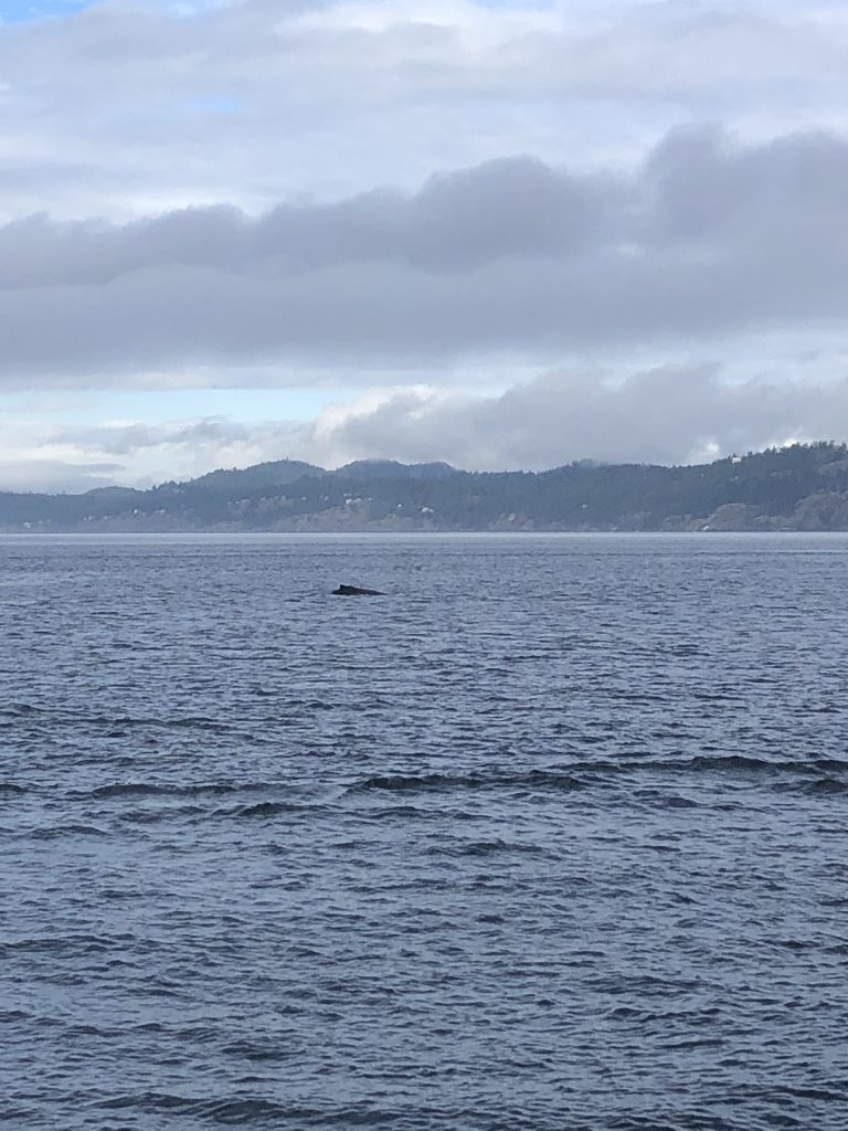 Whale watching in Vancouver: humpbacks in BC