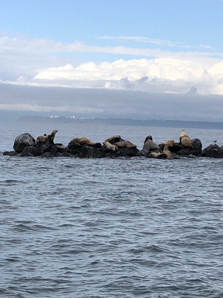Sea lions in Vancouver