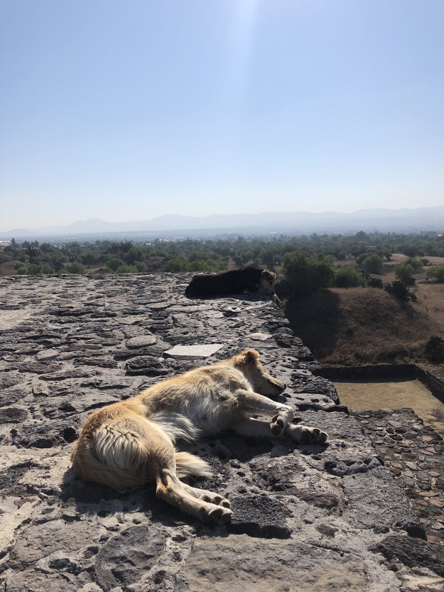 Dogs asleep in the sun on the Pyramid of the Moon