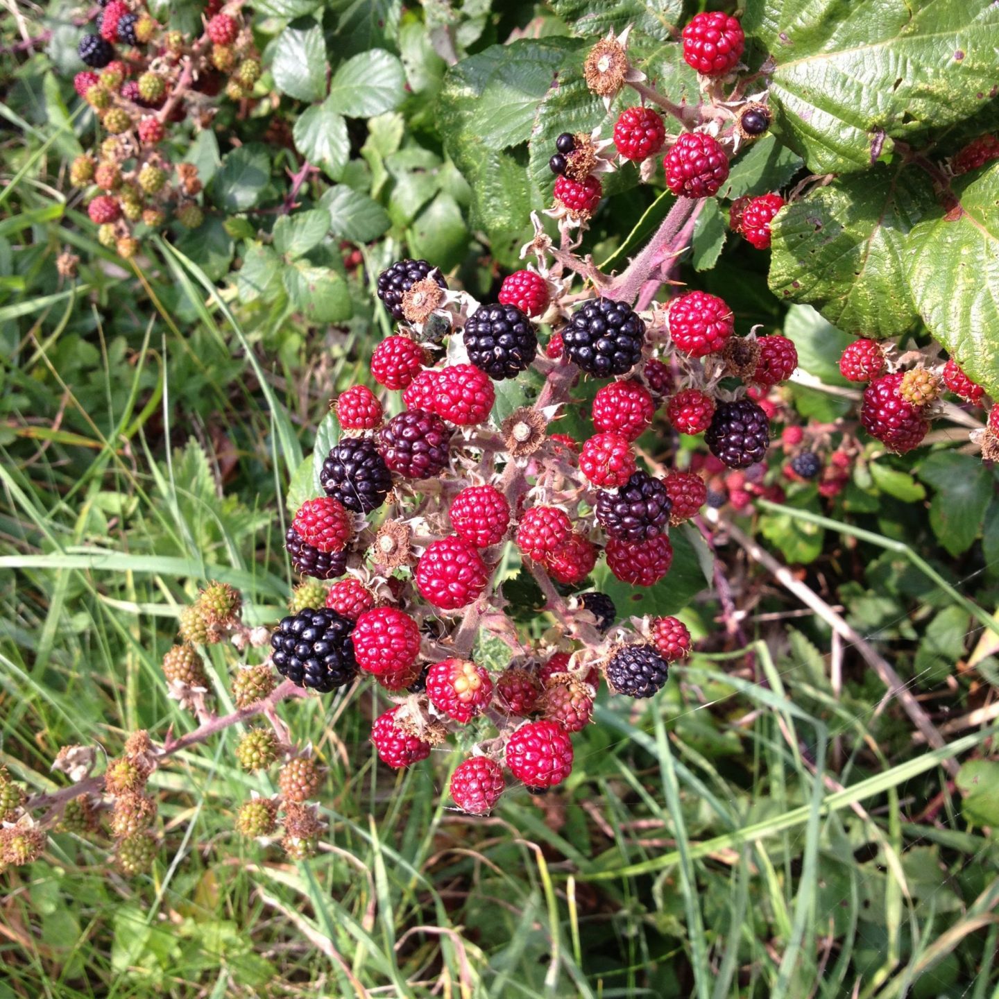 Blackberries on the South West Coast Path