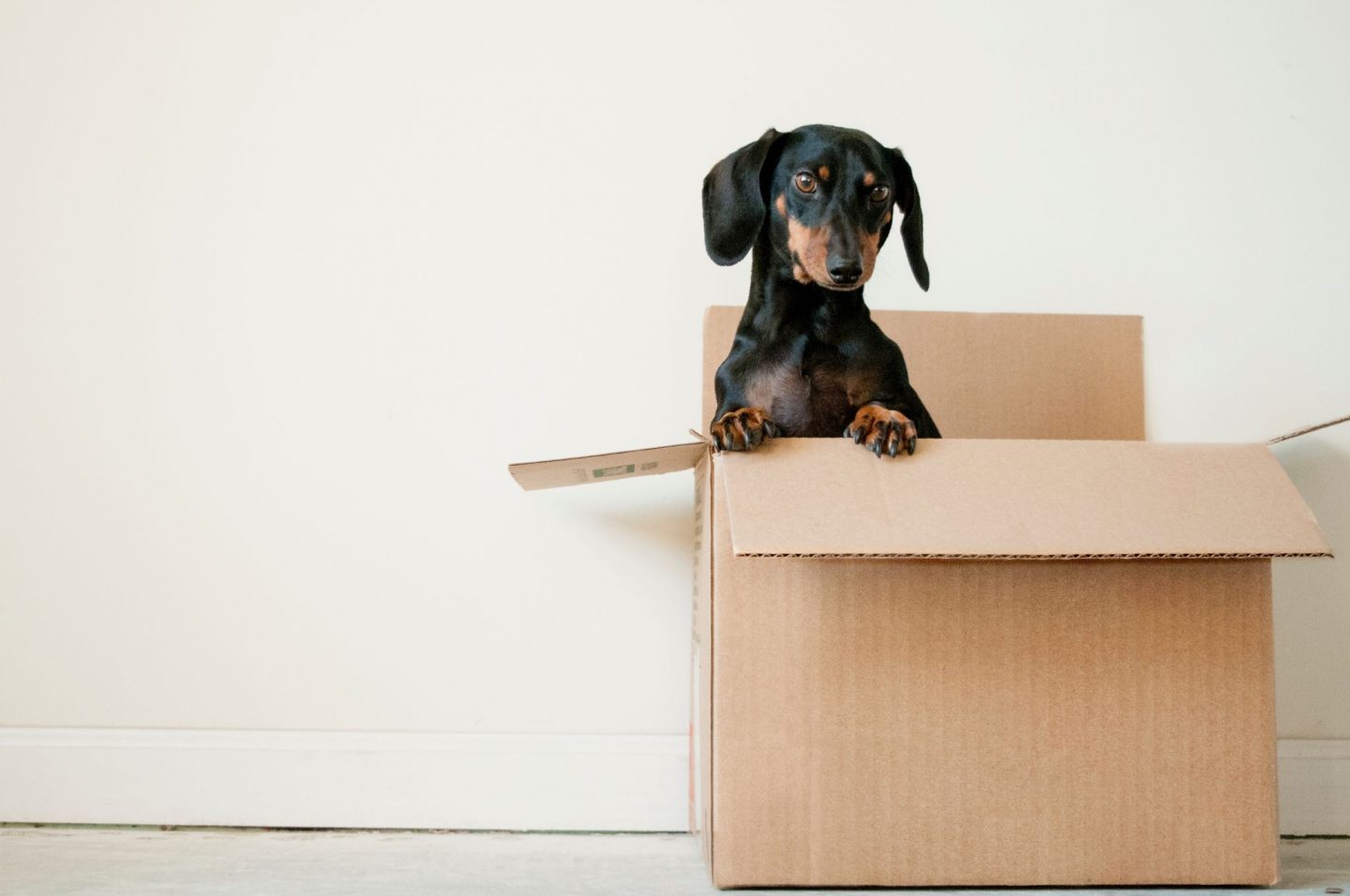 Checklist for moving abroad: moving your pet