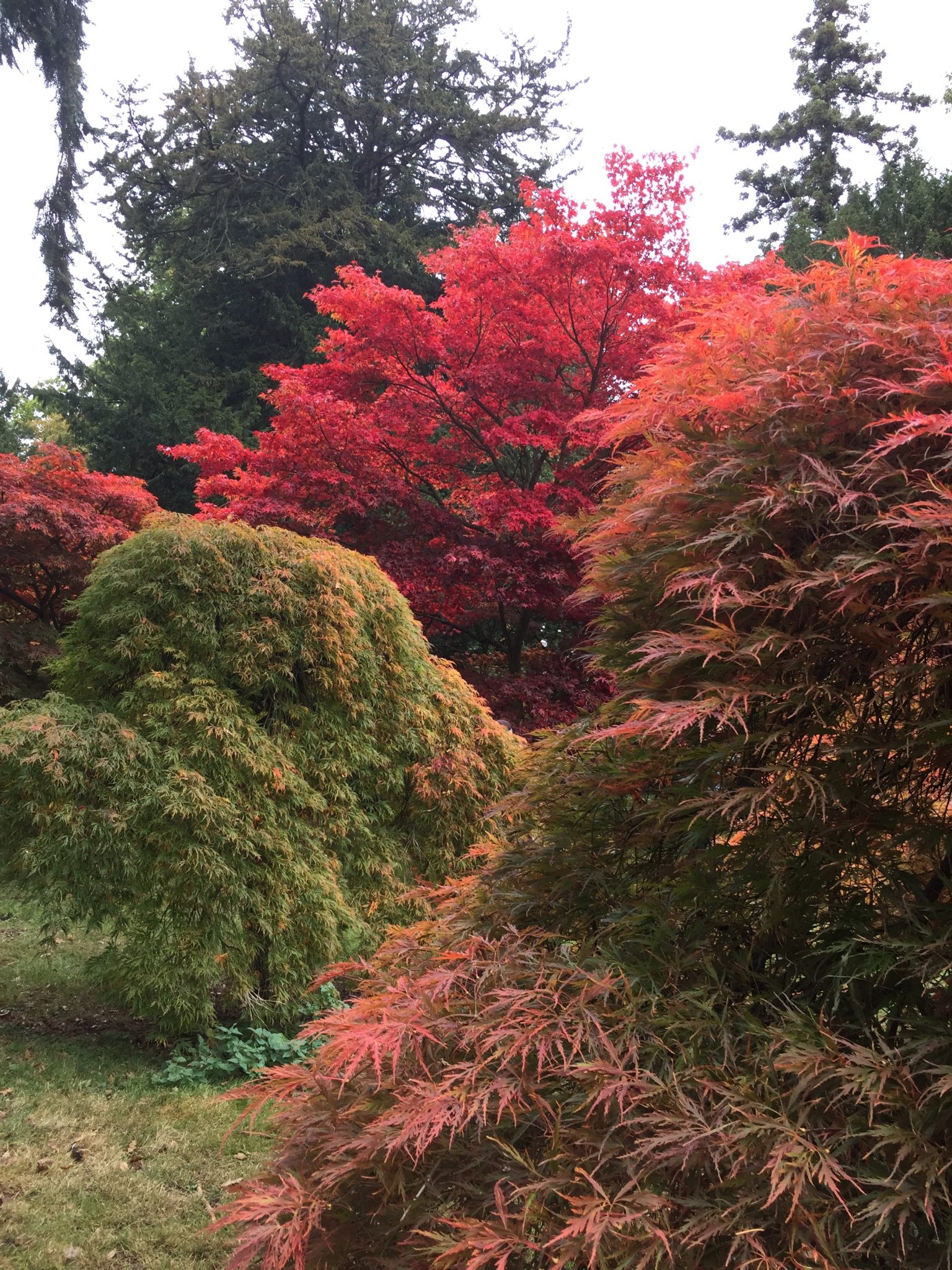 Colourful trees of Westonbirt Arboretum