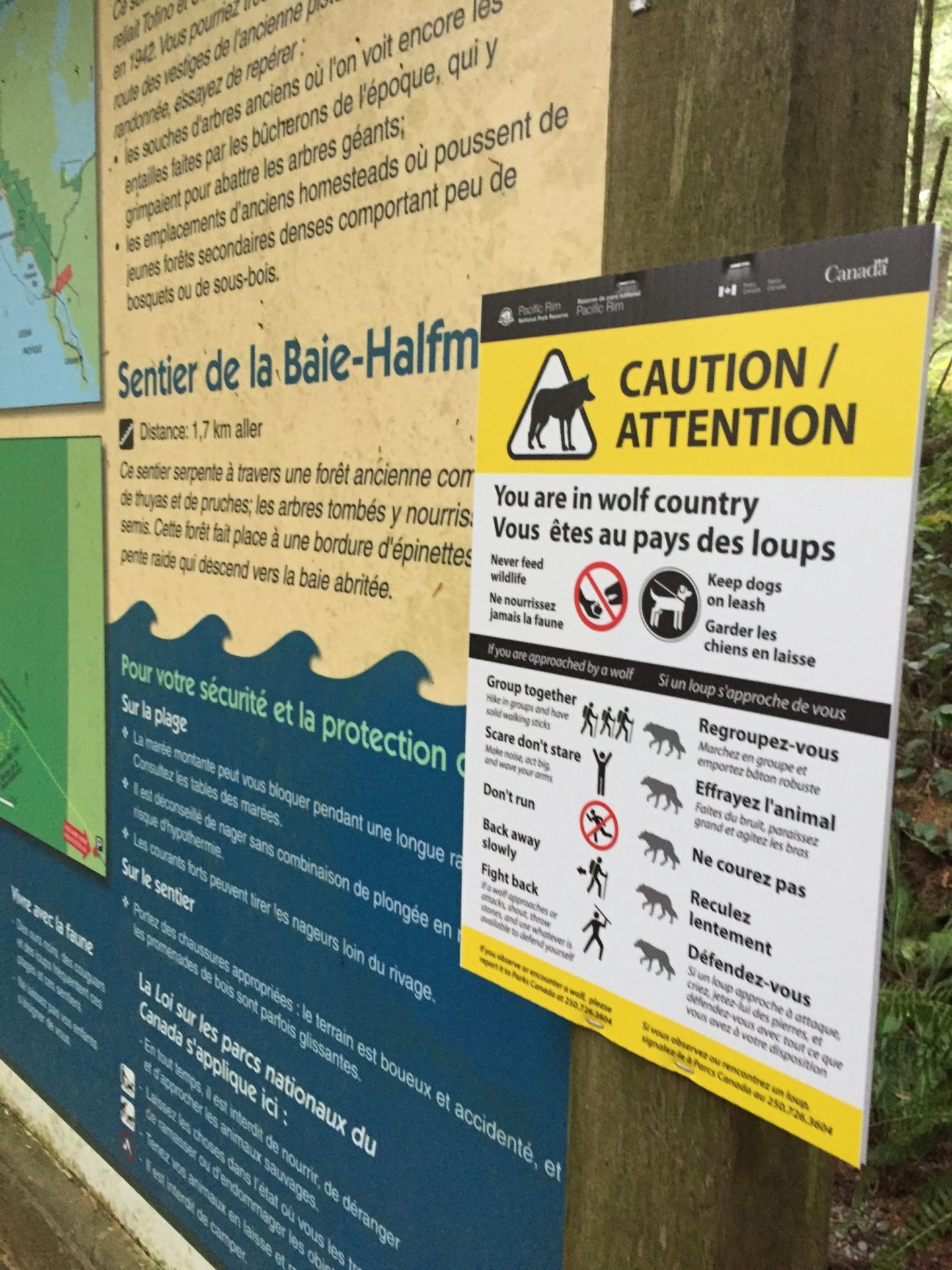 Wolf warnings at Pacific Rim National Park
