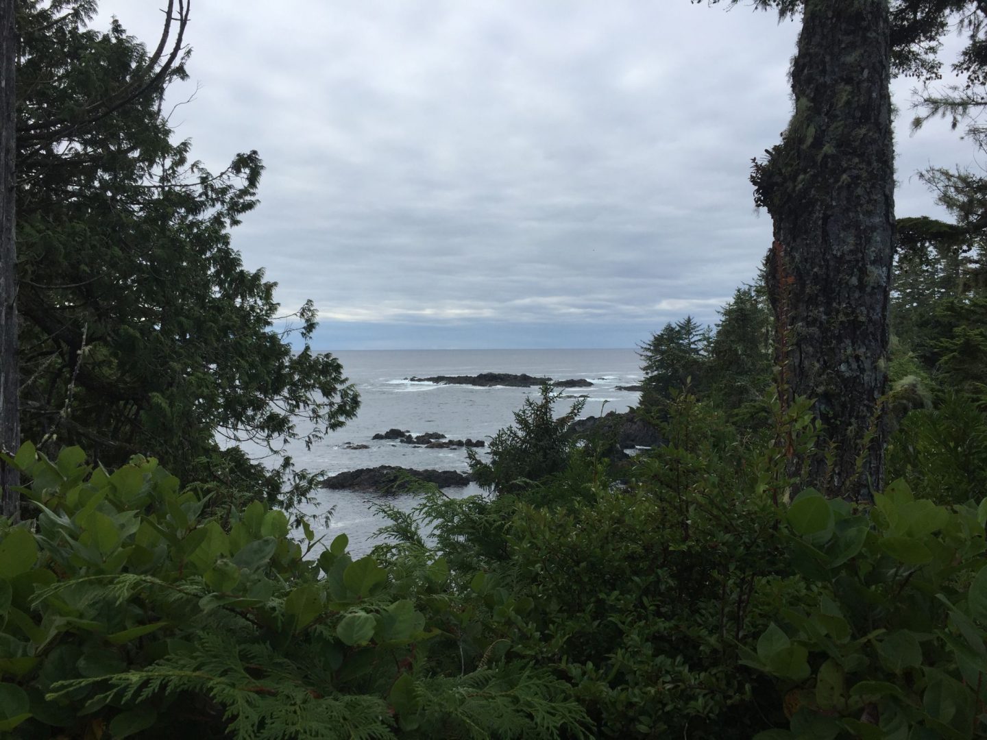 Ocean views and greenery on the Wild Pacific Trail, Vancouver Island