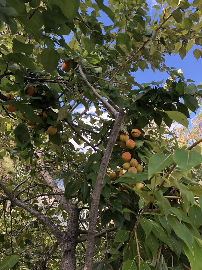 Peach trees in the Okanagan Valley