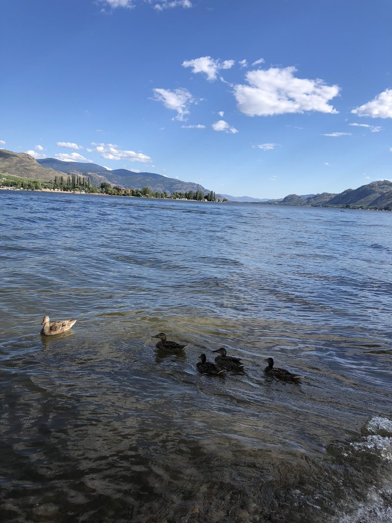Ducks on Lake Osoyoos, Okanagan Valley
