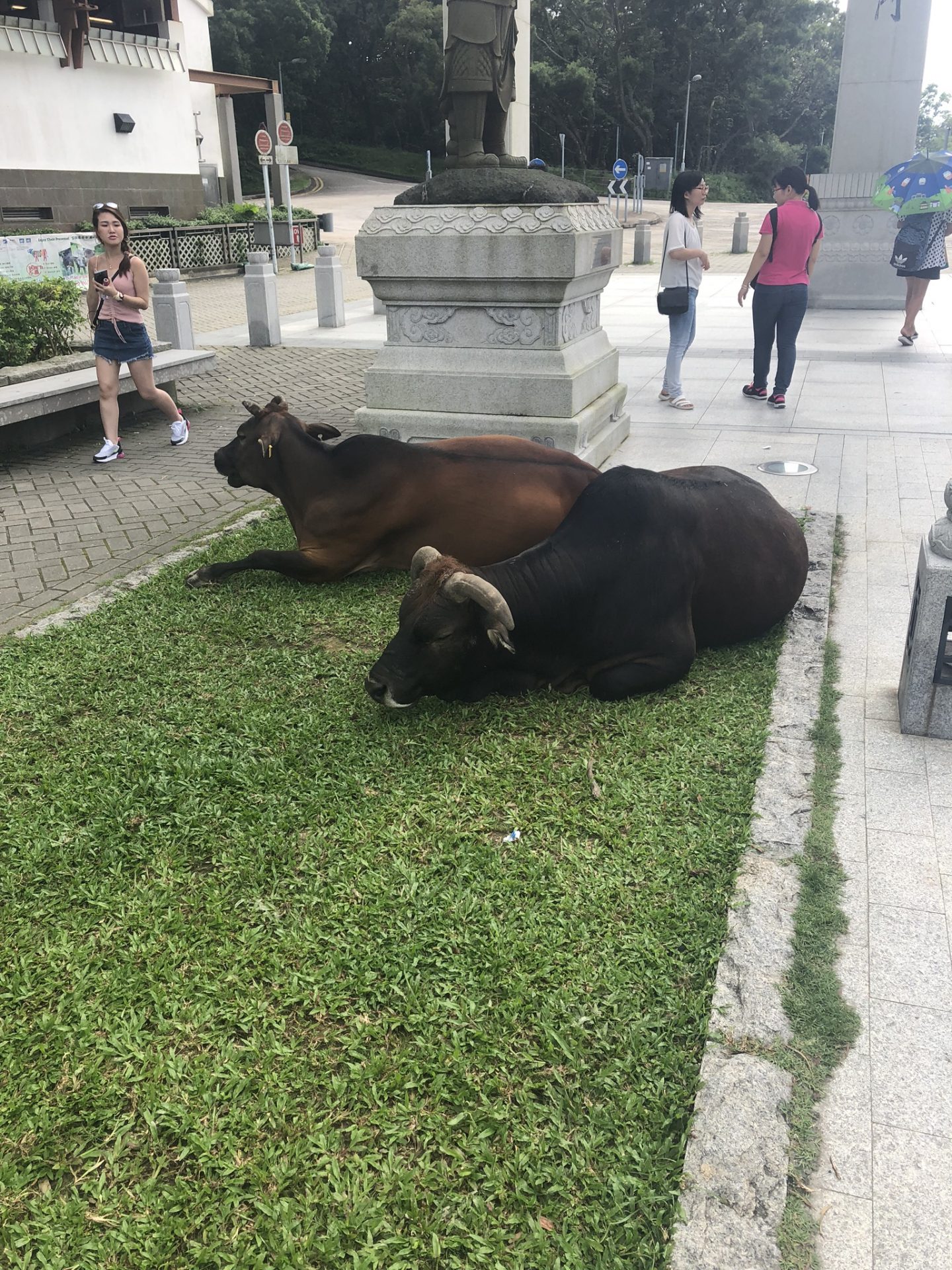 Cows in Ngong Ping village, Lantau Island